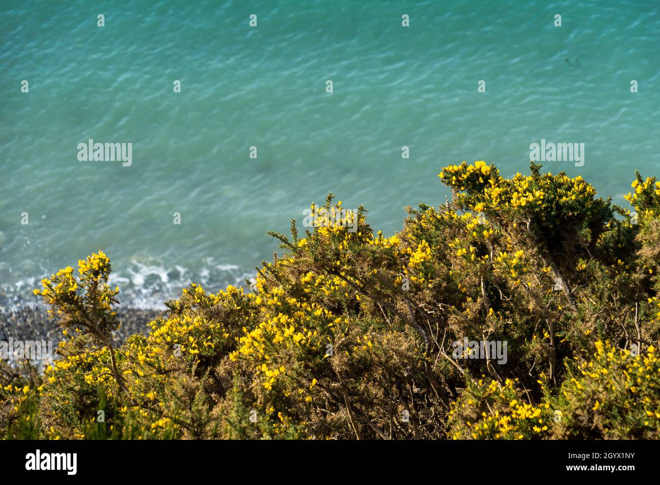 Scotch Broom Blooming Yellow on a Puget Sound Washington Cliff Side Stock Photo