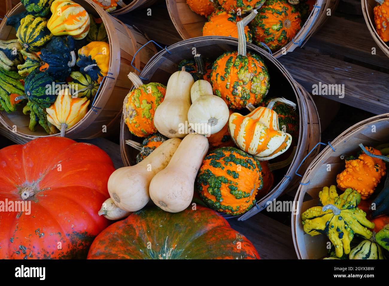 White, green and orange gourds and pumpkins in the fall Stock Photo - Alamy