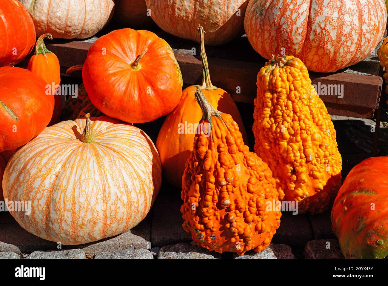 White, green and orange gourds and pumpkins in the fall Stock Photo - Alamy