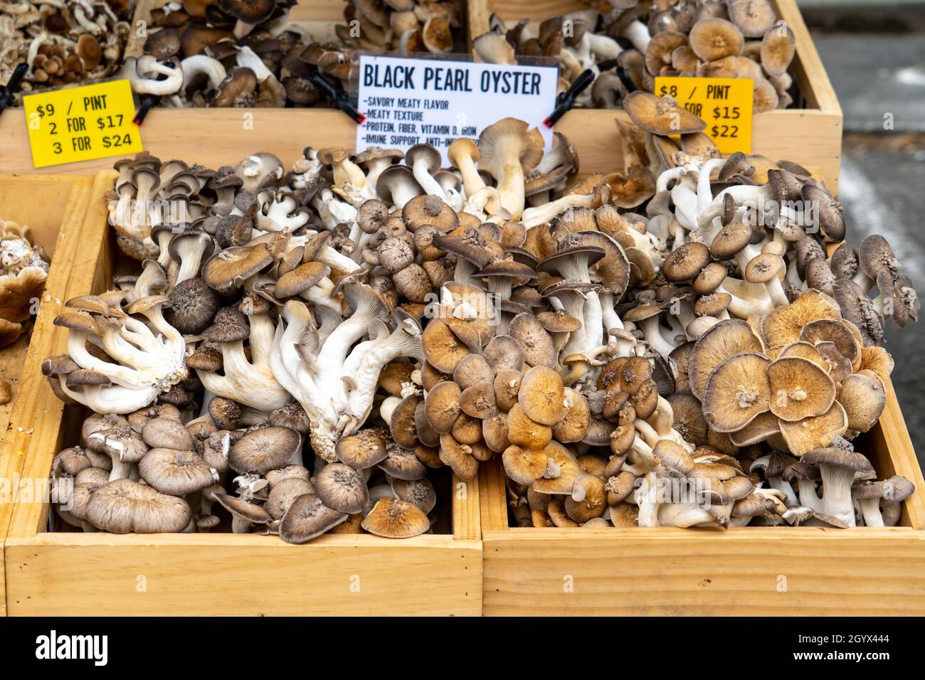 Black Pearl Oyster Mushrooms for Sale at Local Farmers Market Stock
