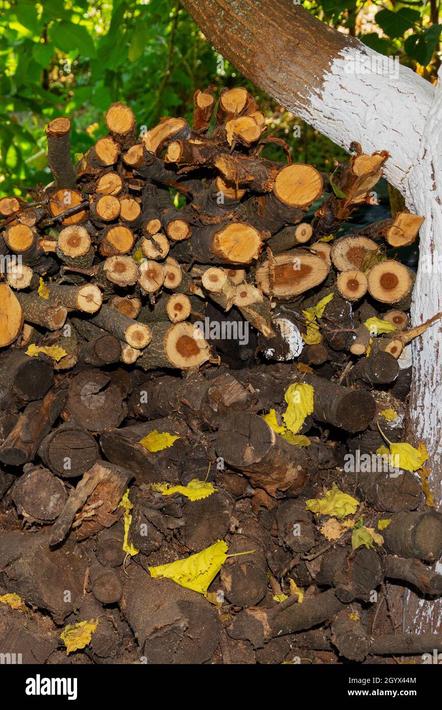 Stacked stack of firewood under a tree and with greens in the background. High quality photo Stock Photo