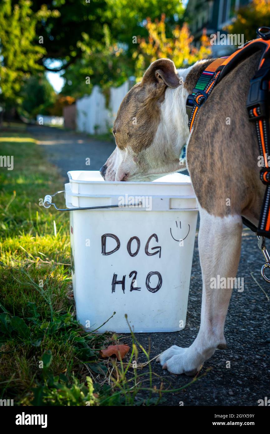 Dog Stops on walk for a drink of water from a bucket marked Dog H2O Stock Photo Alamy