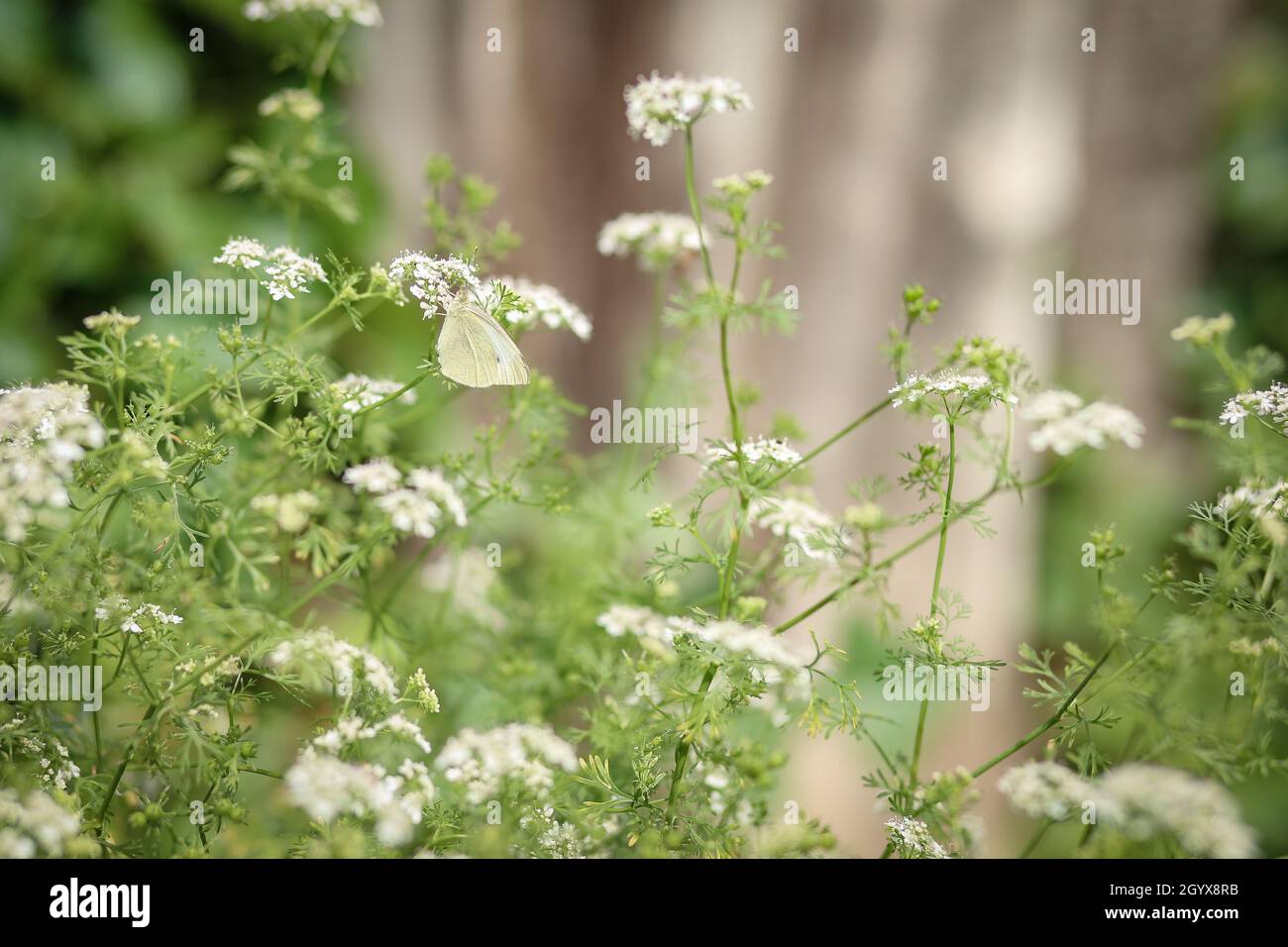 Coriander in flower in lush cottage garden with small white butterfly
