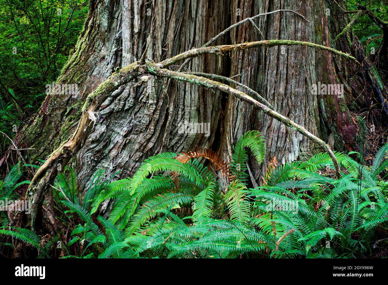 Swordfern and arcing branch at base of large cedar tree, Ericsons Bay Trail, Ozette, Olympic National Park, Washington, USA Stock Photo