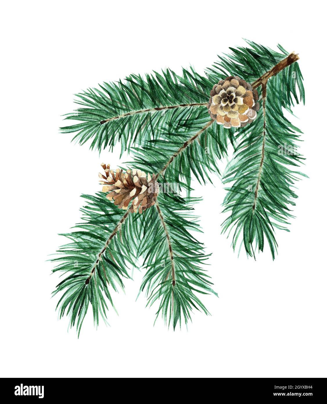 Vector collection of Christmas tree branches with pine cones