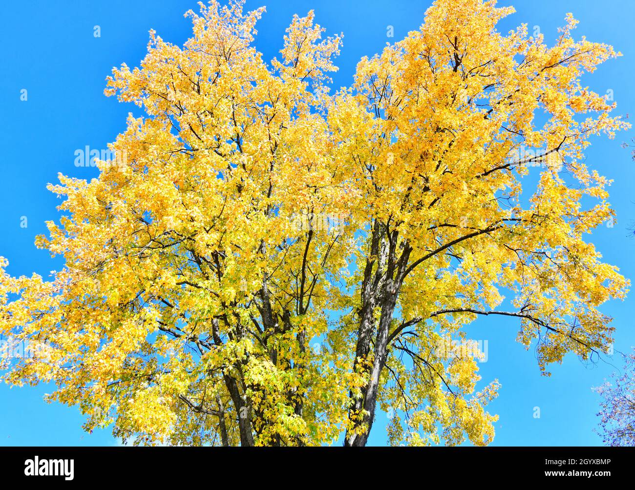 Manitoba maple hires stock photography and images Alamy
