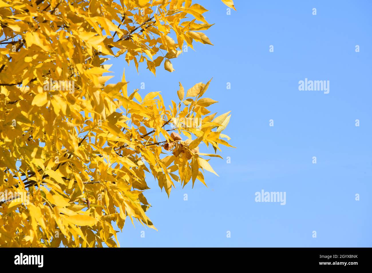 Part of a yellow maple tree against a bright blue sky, on a cloudless, sunny, day. Stock Photo