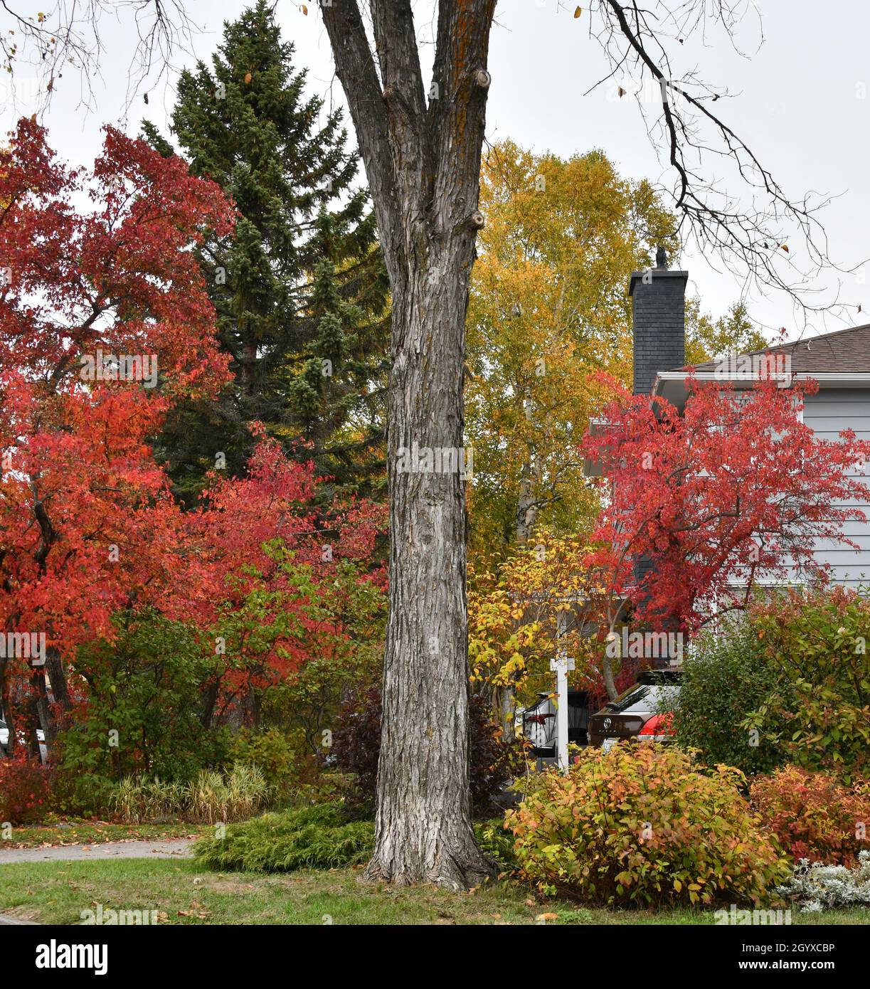 Colorful trees, bushes, and evergreen tree in a residential community, in Ontario, Canada. Stock Photo