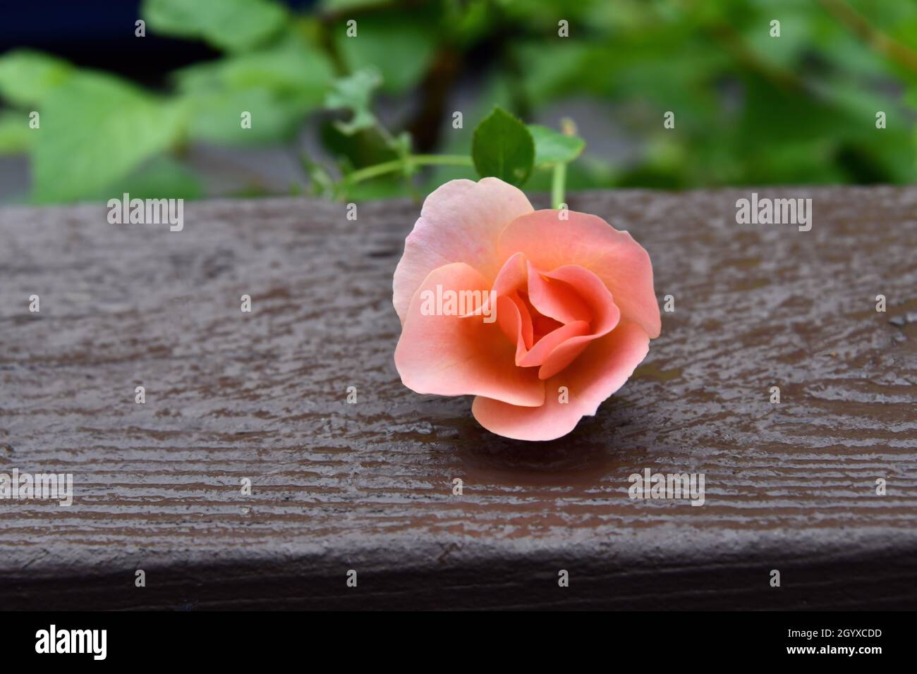 A small, delicate, pink rose, is laying on the top of a brown fence with a green bush behind. Stock Photo