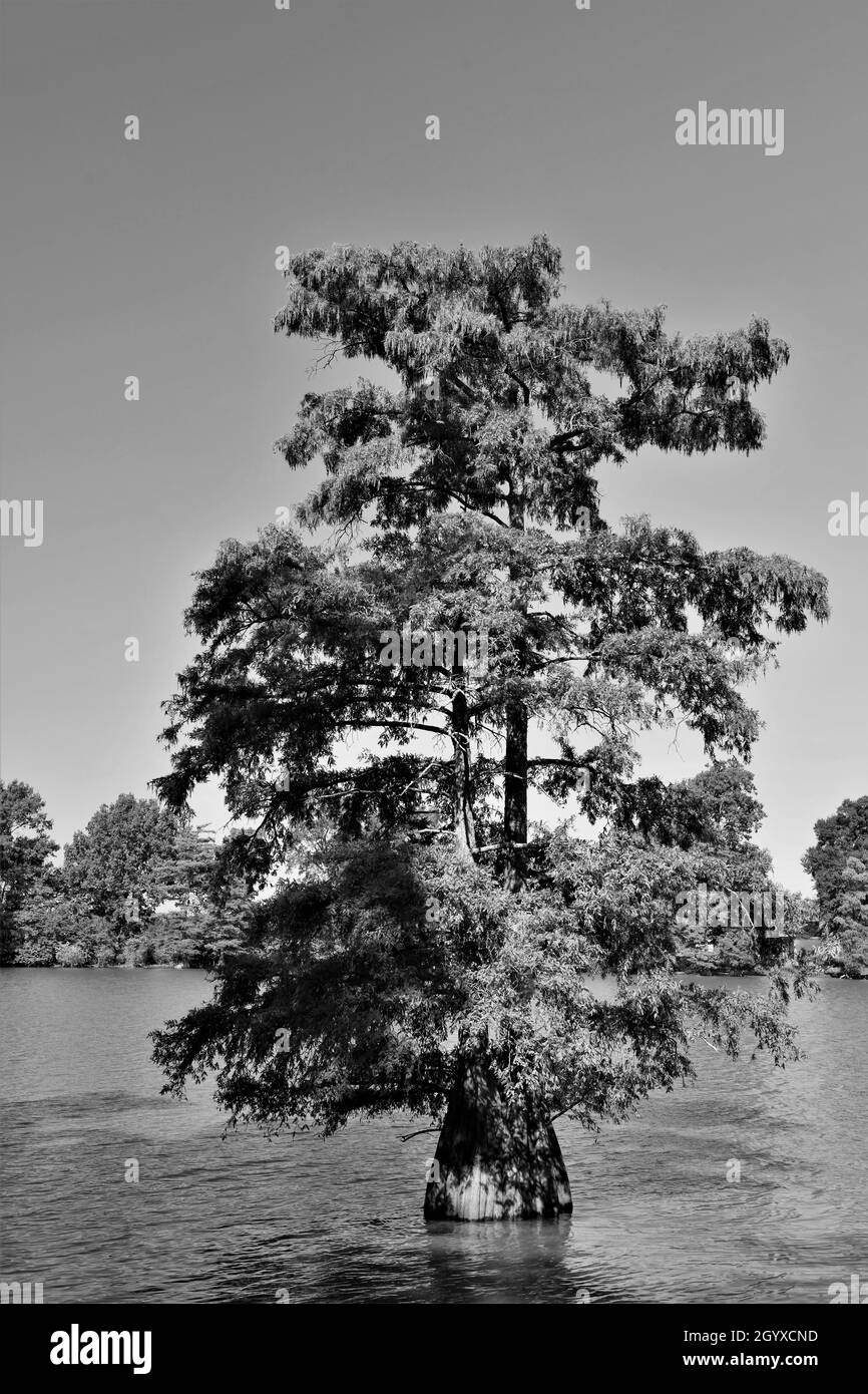 Swamp cypress trees Black and White Stock Photos & Images - Alamy