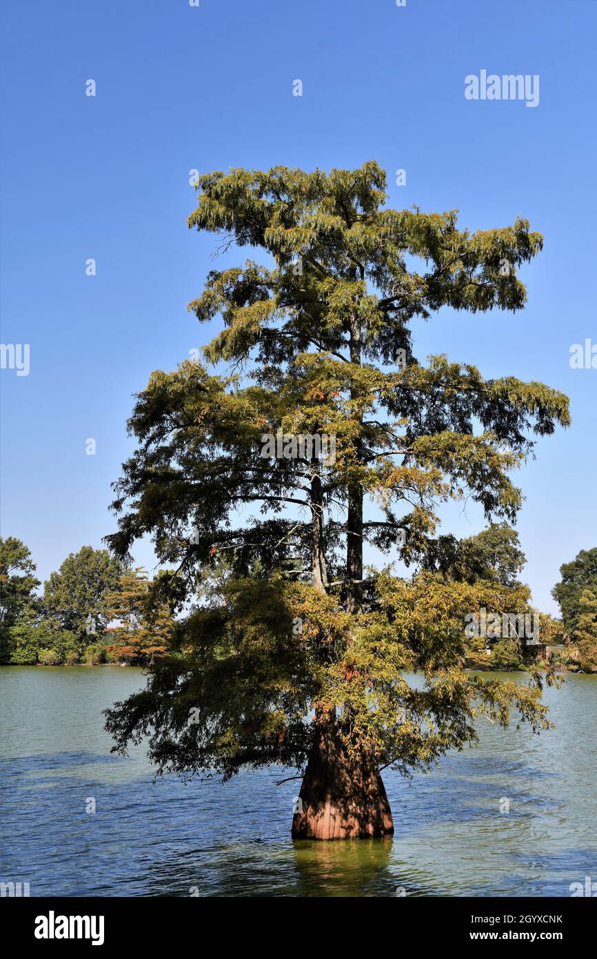 Bald Cypress at the Toltec Mounds Archeological State Park. Stock Photo