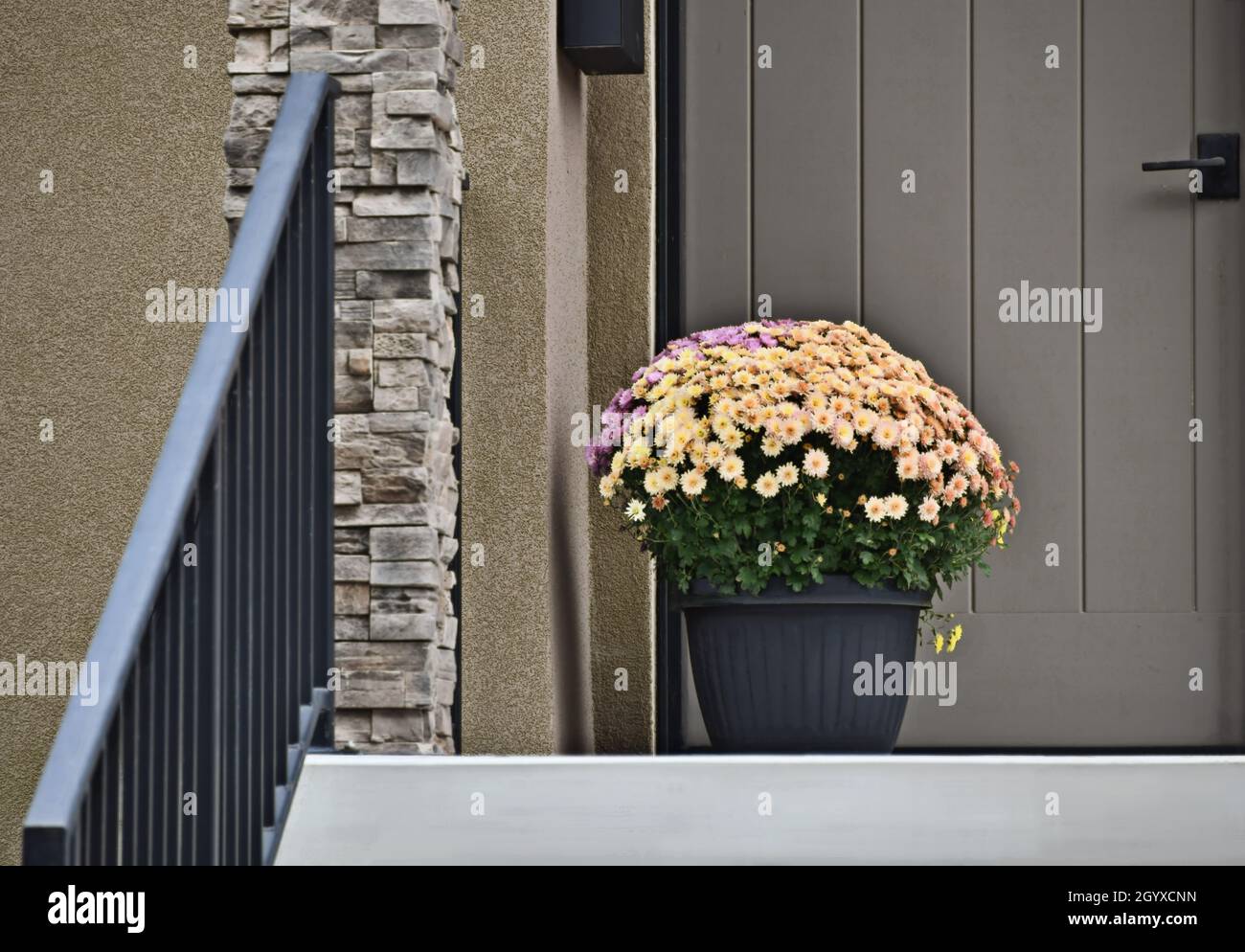 Potted mums of white, peach and lilac, in a grey pot sit on the landing beside a grey door, outside, in the daytime. Stock Photo