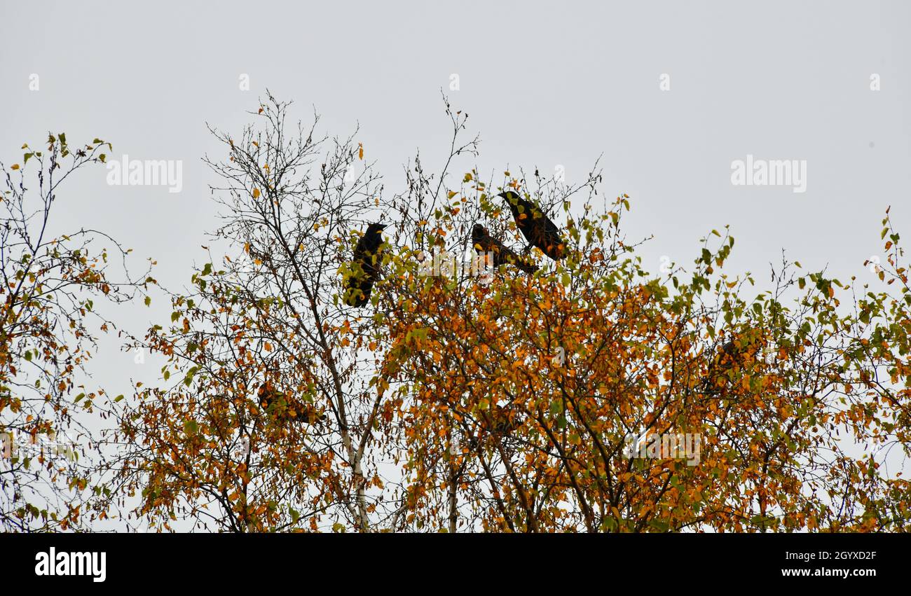 A group of crows sitting on top of a fall colored birch tree on a cloudy day in Thunder Bay, Ontario, Canada. Stock Photo