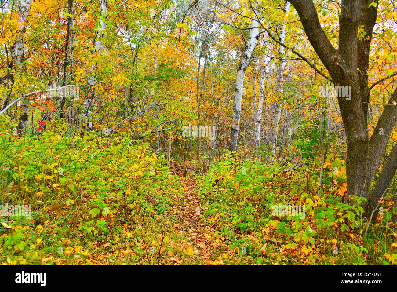A path in autumn colored woodlands in their glorious color leads to a creek   in a residential area, in Thunder Bay, Ontario, Canada, on a grey day. Stock Photo