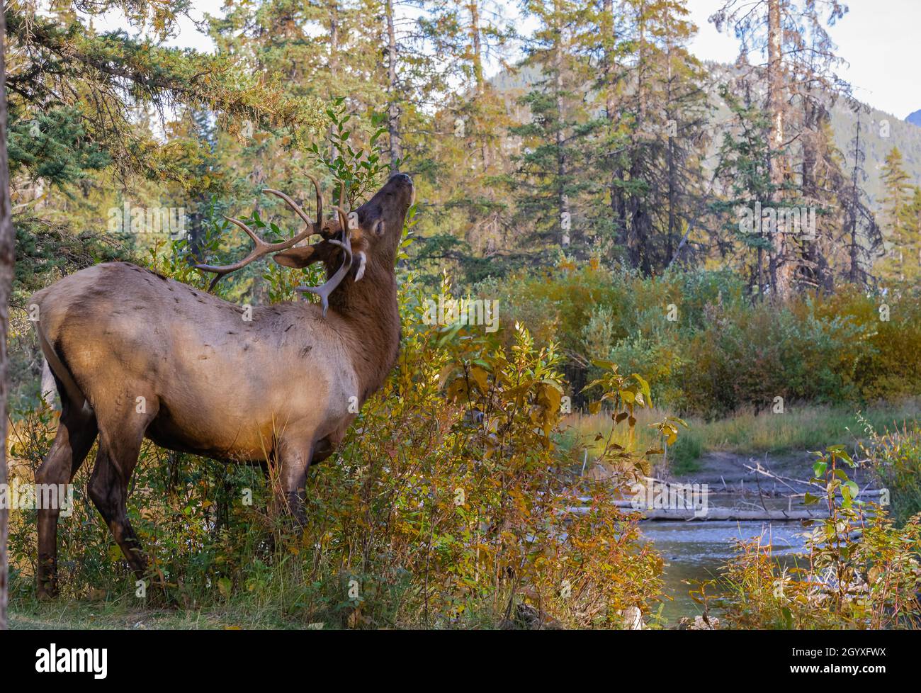 Bull Elk in Alberta National Park, Rocky Mountain Elk in the woods of