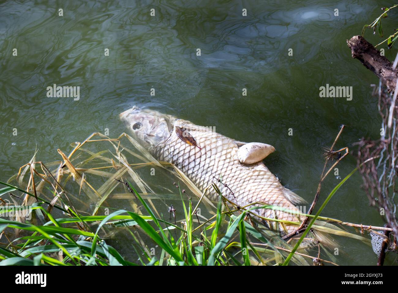 One of a dosens  dead fish (common carp) which have been found floating around Lagoon Lake in Stanley Park in October 2021 Stock Photo