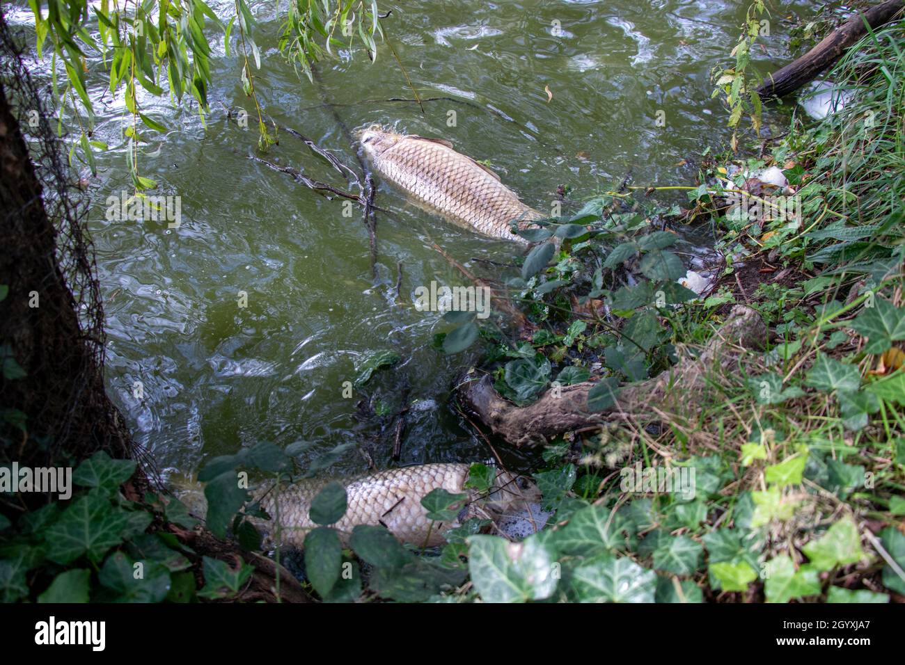 One of a dosens  dead fish (common carp) which have been found floating around Lagoon Lake in Stanley Park in October 2021 Stock Photo
