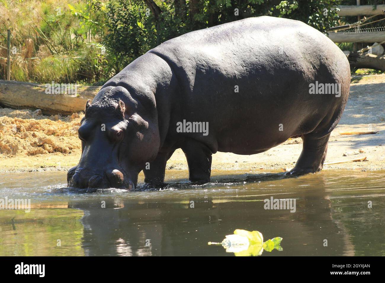 Hippopotamus Drinking Water High Resolution Stock Photography and ...