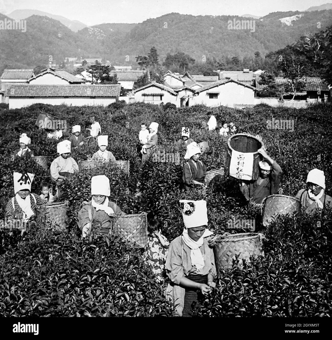 Tea pickers, China, Victorian period Stock Photo