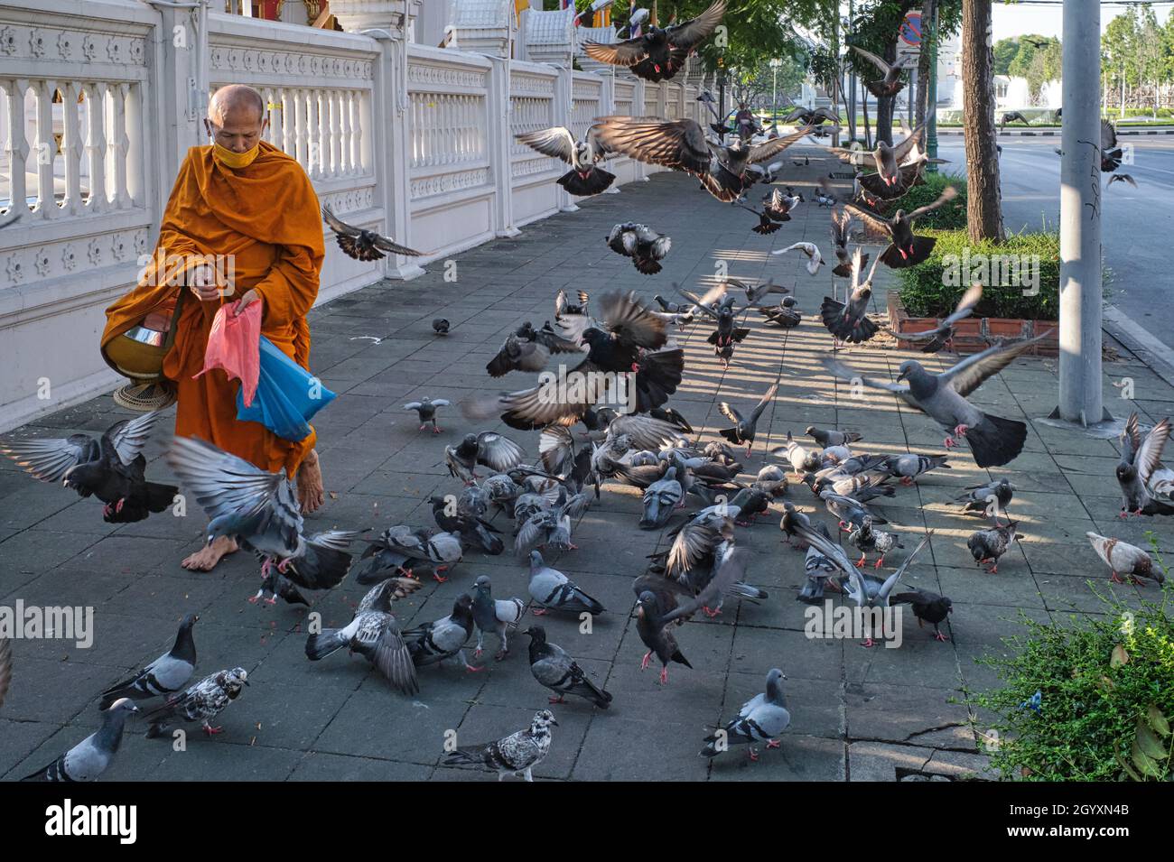 An barefoot Thai Buddhist empties bag full of crumbs in front of a flock of pigeons; outside Wat (temple) Ratchaburana (Wat Liab), Bangkok, Thailand Stock Photo