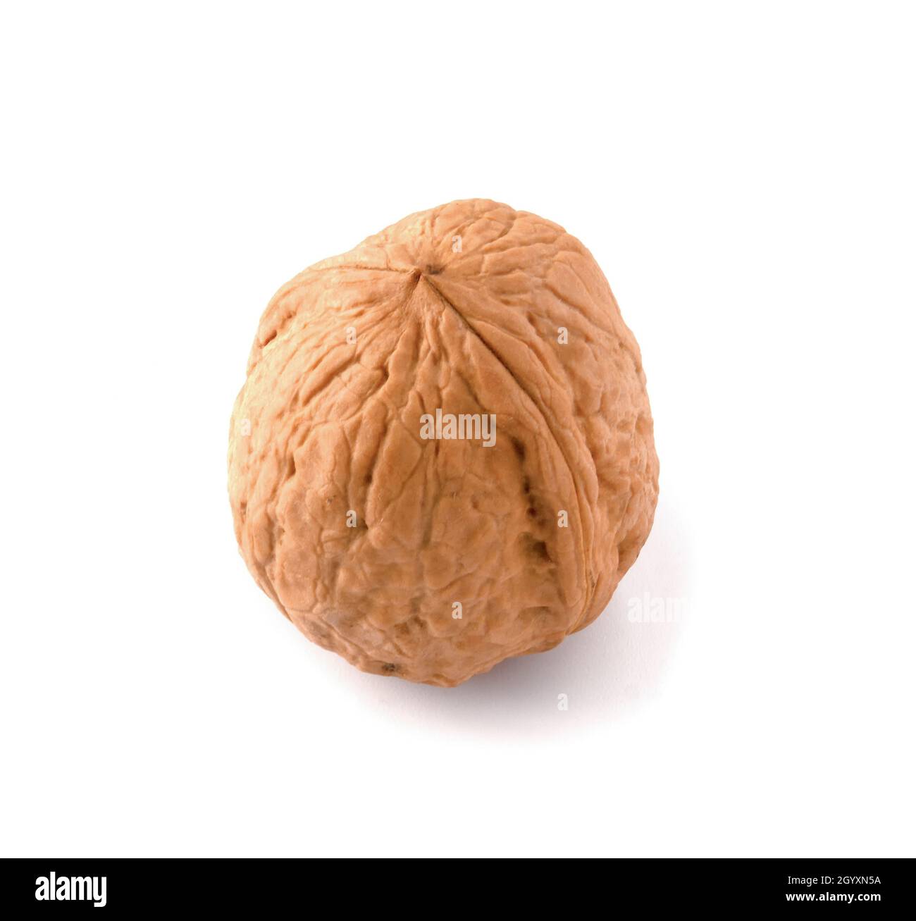 Strong walnut isolated on white background. Stock Photo