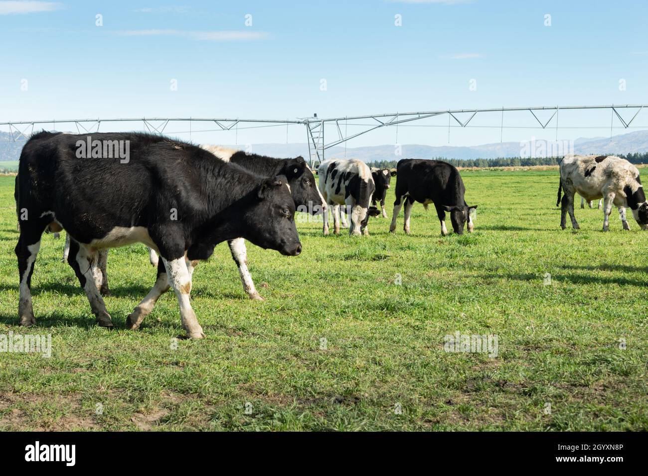 Curious cattle grazing on the green grassland with sprinkler irrigation system in the background, South Island. Stock Photo