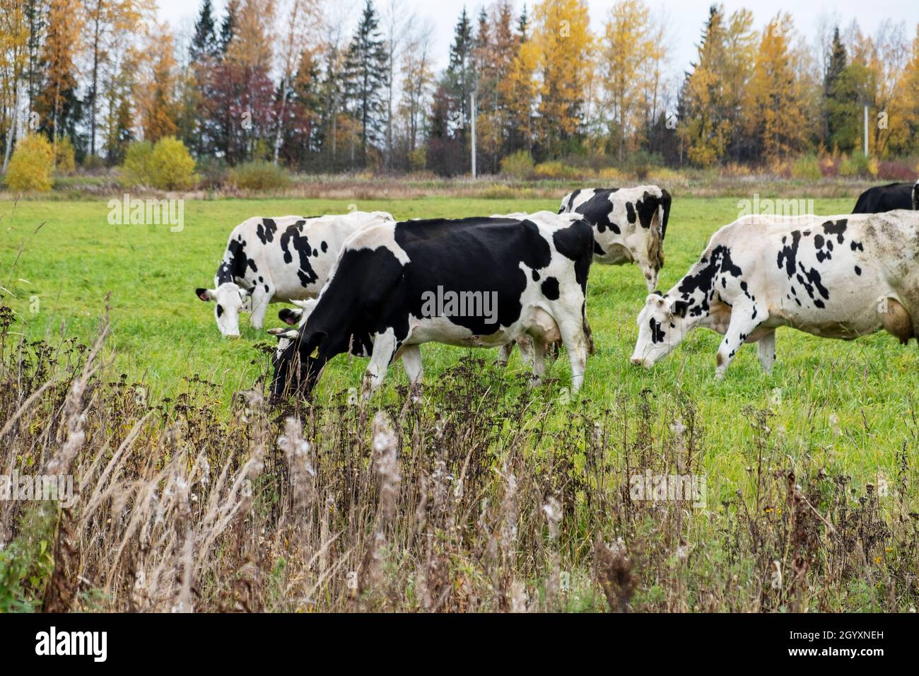 Cows graze in the meadow and eat green grass in the countryside Stock Photo