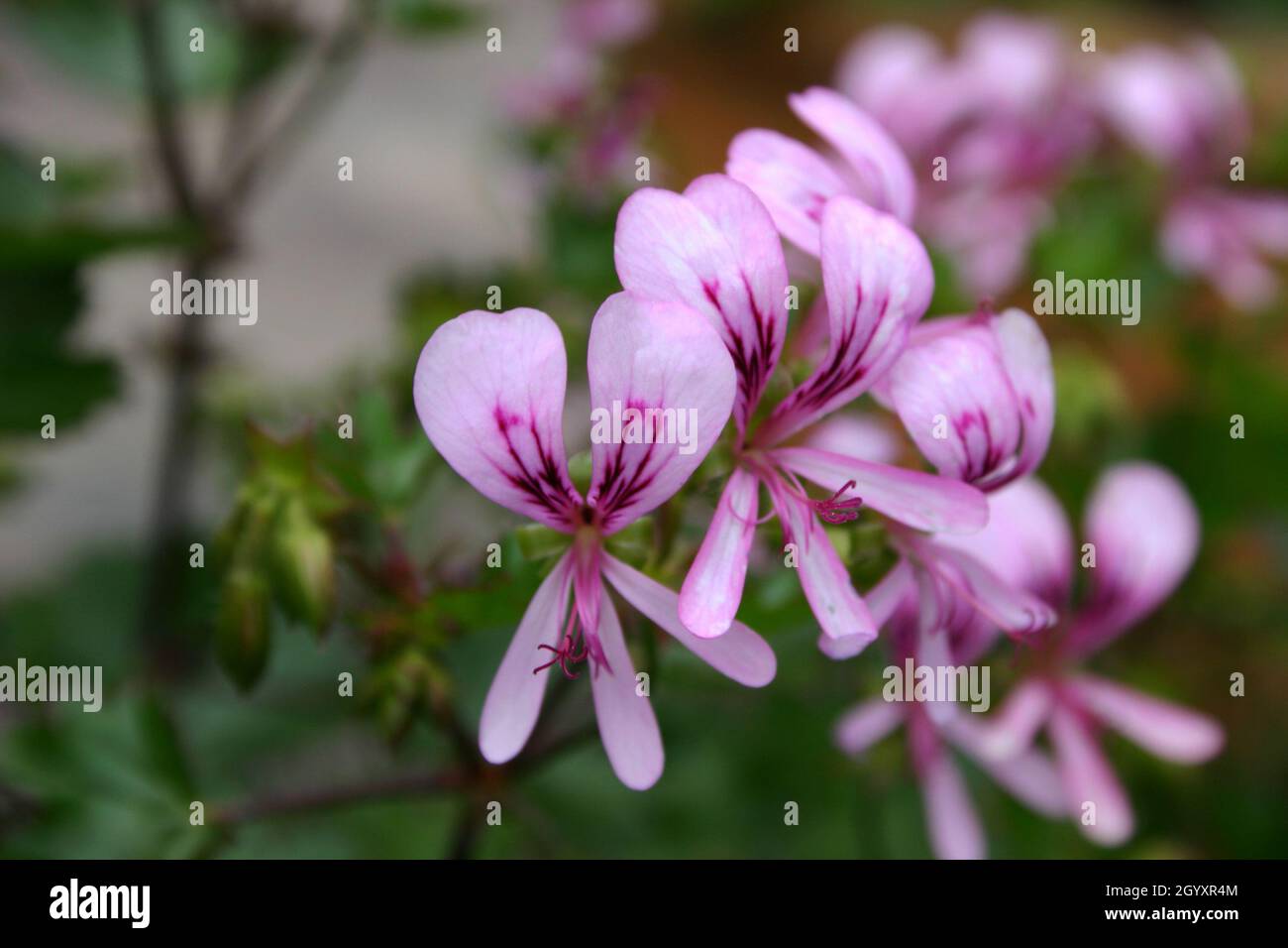 PELARGONIUM SUBLIGNOSUM FLOWERS ALSO KNOWN AS WOODY GERANIUM IS A PERENNIAL PLANT. Stock Photo
