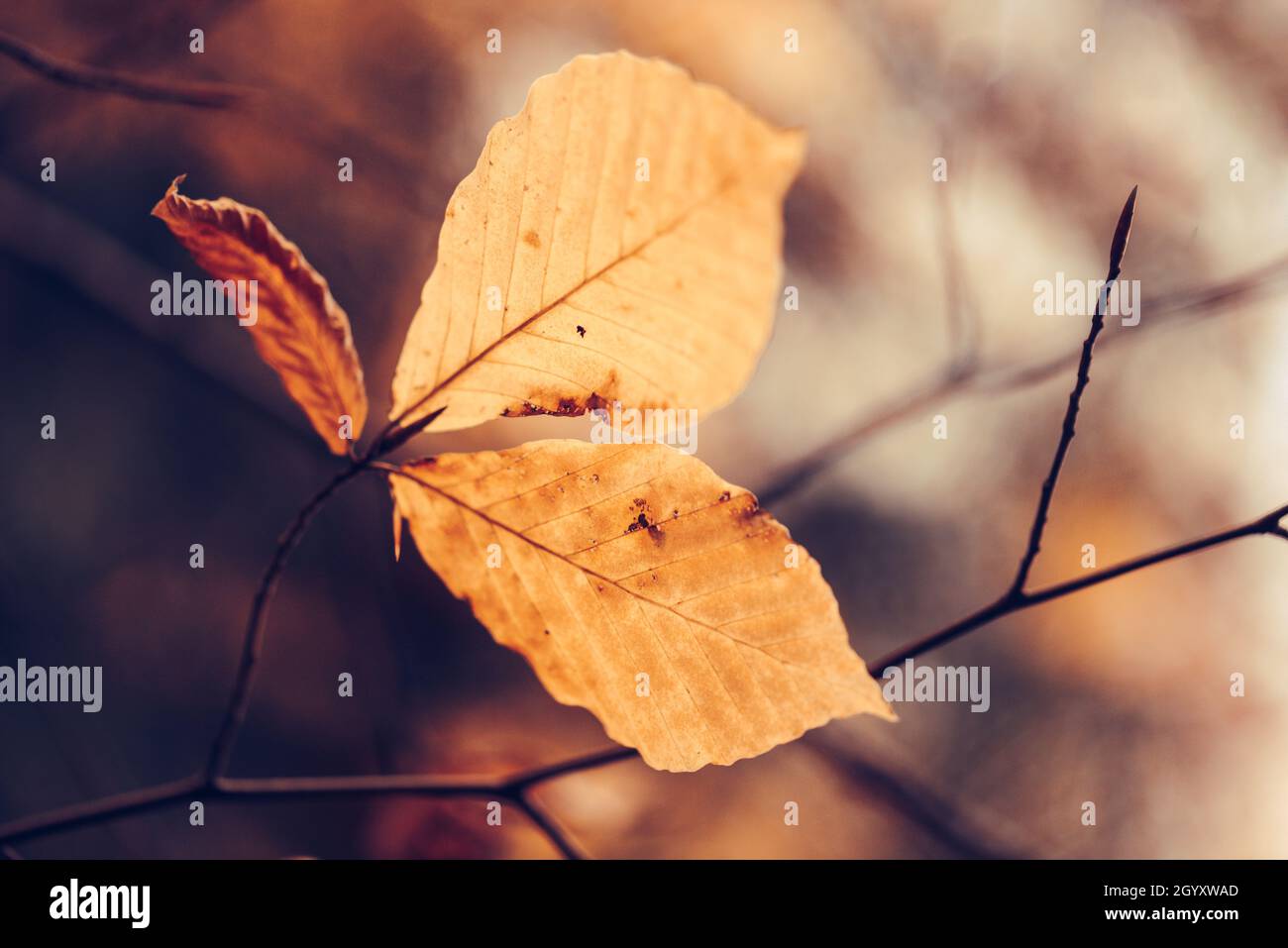 Autumn concept, Beautiful colorful and dried leaves on ground. Stock Photo