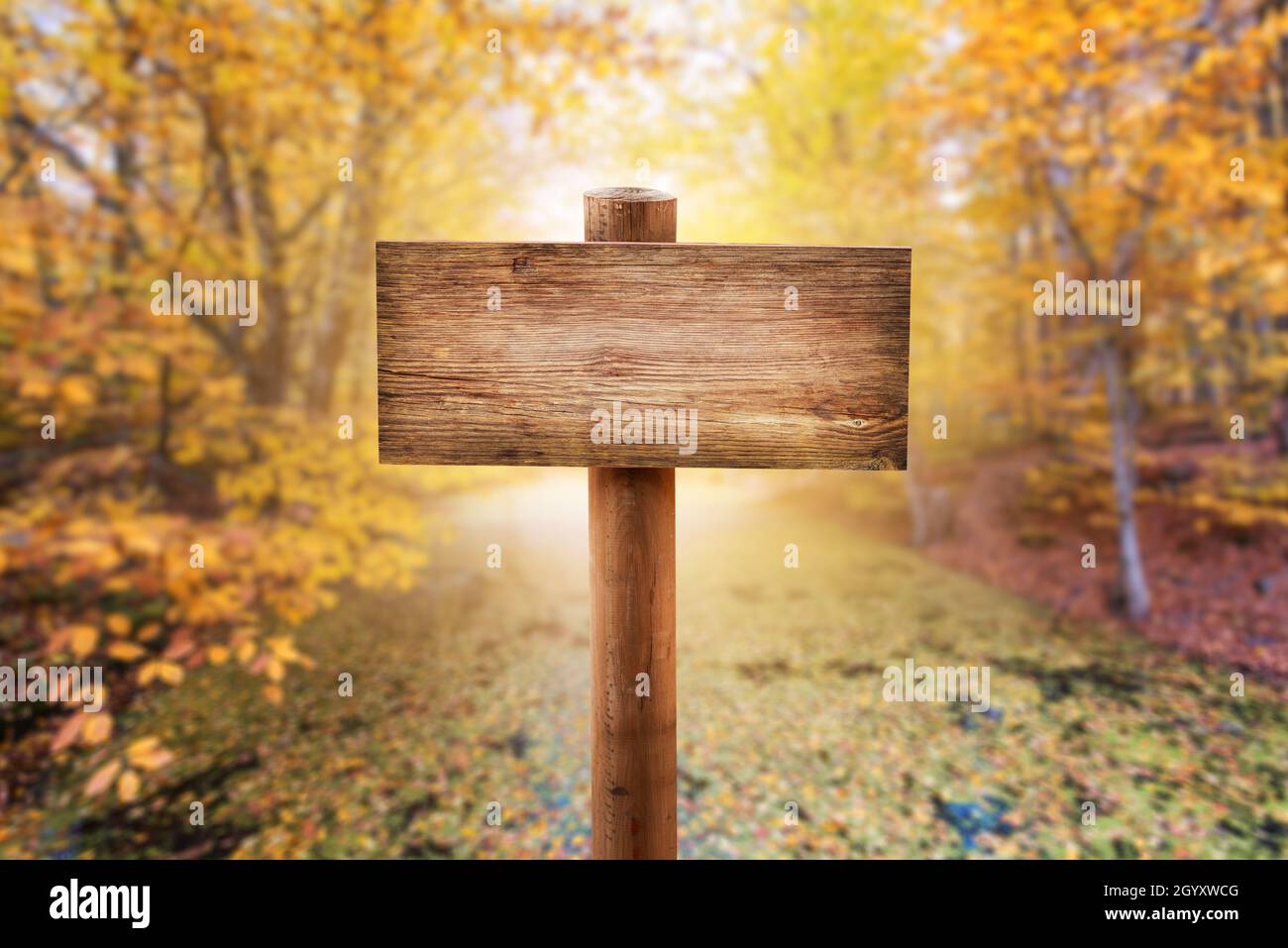 Natural wooden Mock up sign board or direction boardin the forest with autumn background. High quality photo Stock Photo