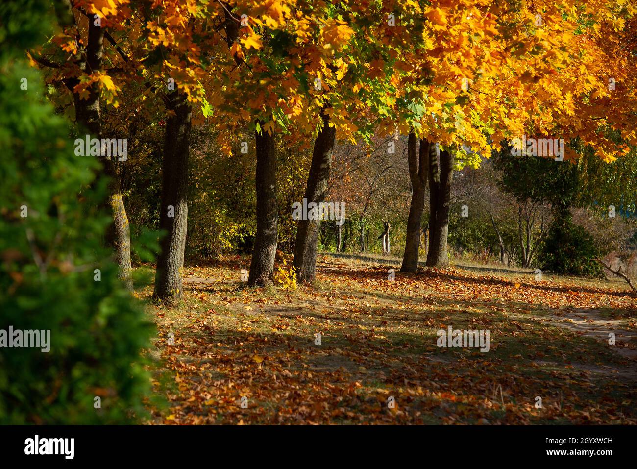 Beautiful trees in the park hi-res stock photography and images - Alamy