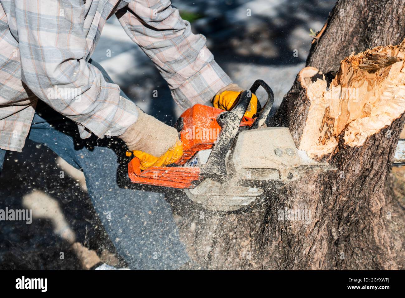 A lumberjack is sawing a tree with a chainsaw. Stock Photo