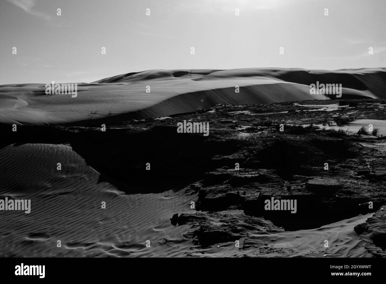 sail desert sand leopard white