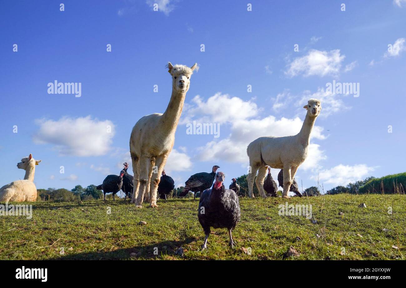 Alpacas Copas Traditional Turkeys High Resolution Stock Photography and ...
