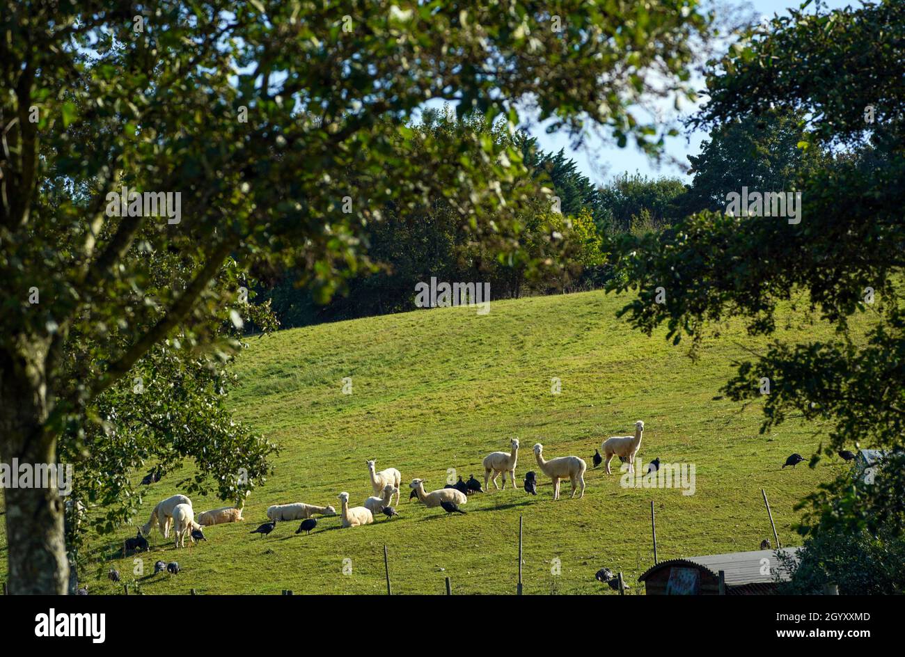 Alpacas Copas Traditional Turkeys High Resolution Stock Photography and ...