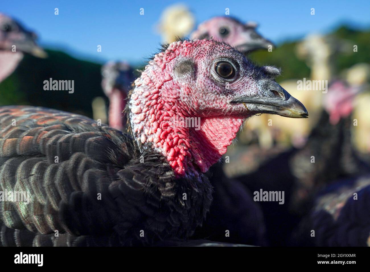 Alpacas Copas Traditional Turkeys High Resolution Stock Photography and ...