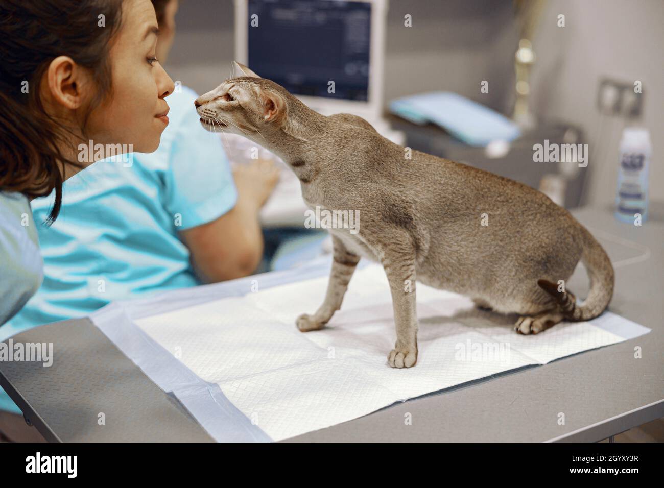 Positive Asian veterinarian and grey cat on table in modern clinic Stock Photo
