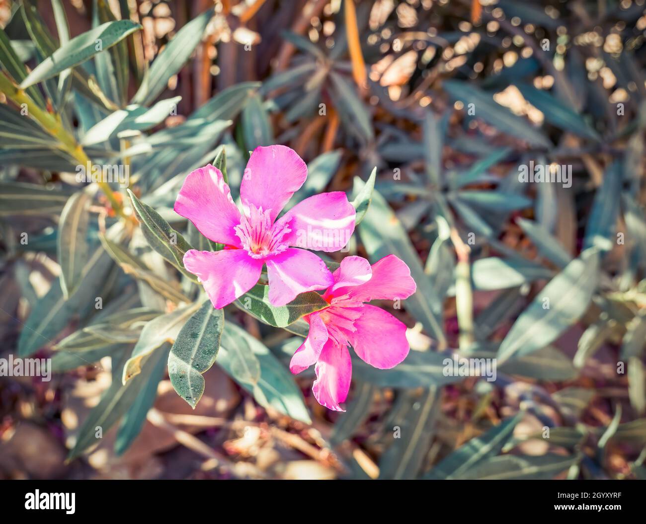 Nerium oleander pink purple flower in Petra, Jordan Stock Photo Alamy