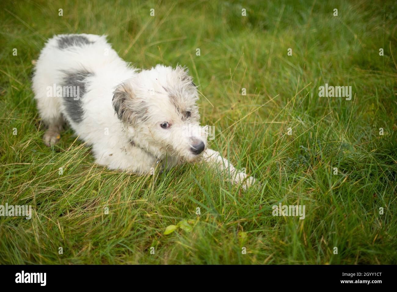 Why Does My Puppy Lie Down Walking