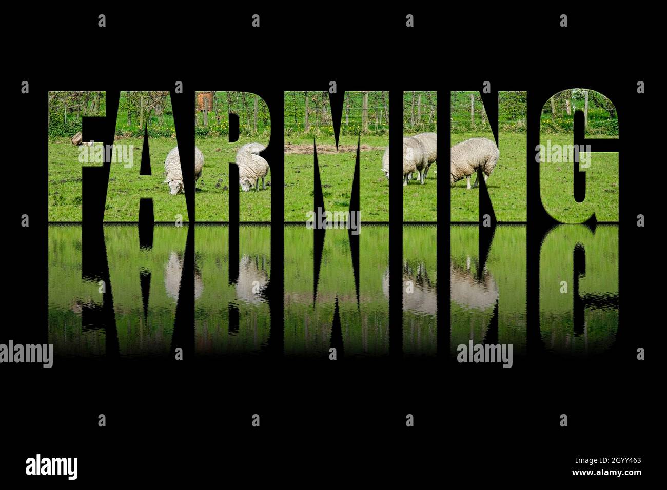 Farming text composed of green farm with sheep on black background with text reflection in water. Stock Photo