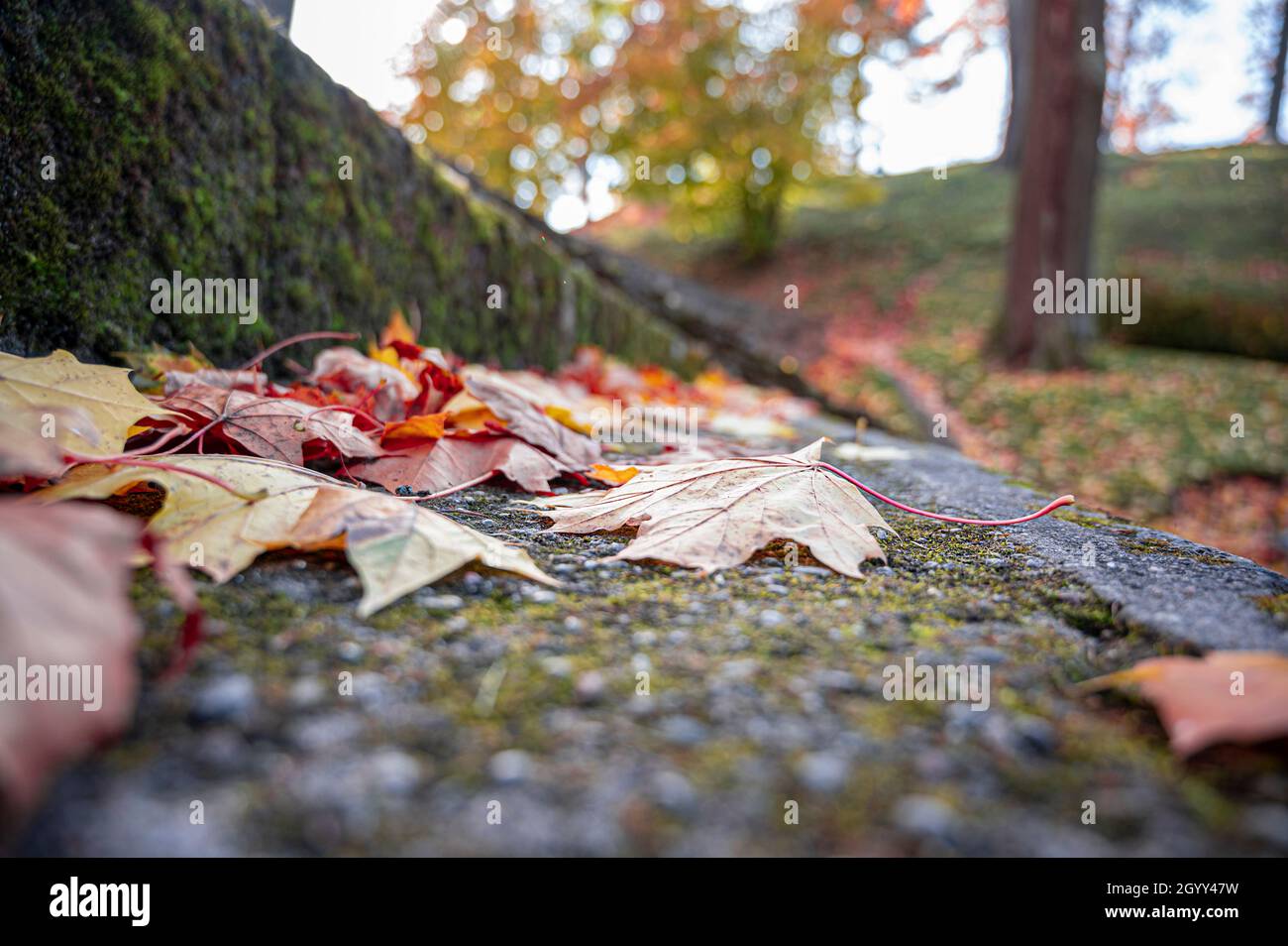 Maple leaves on stone stairs. Autumn leaf color. Yellow, orange and red leaves on ground. Stock Photo