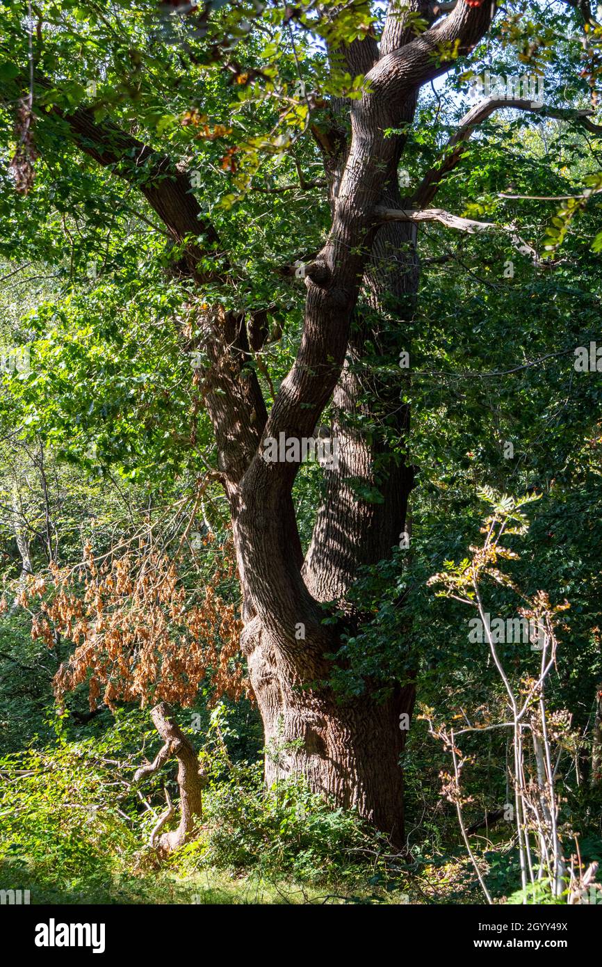 Burnham Beeches in Summer, Buckinghamshire, England, UK Stock Photo