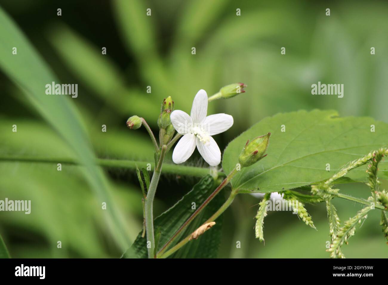Botanical flower line art hi-res stock photography and images - Alamy