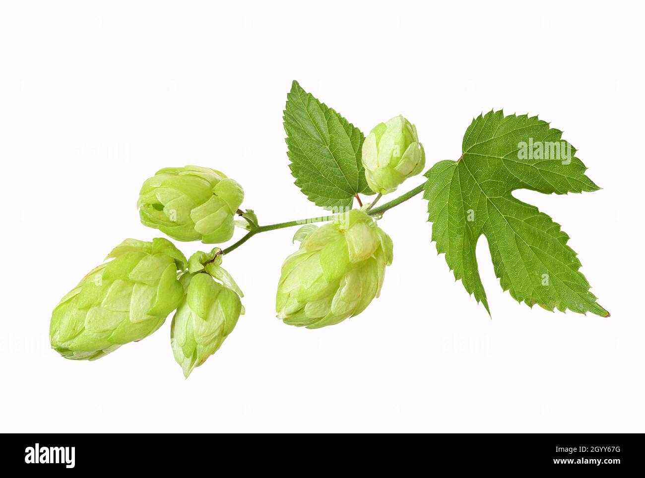 Branch with ripe hop cones, isolated Stock Photo