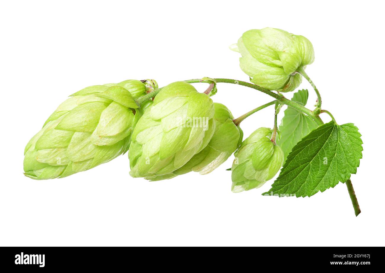 Branch with ripe hop cones, isolated Stock Photo