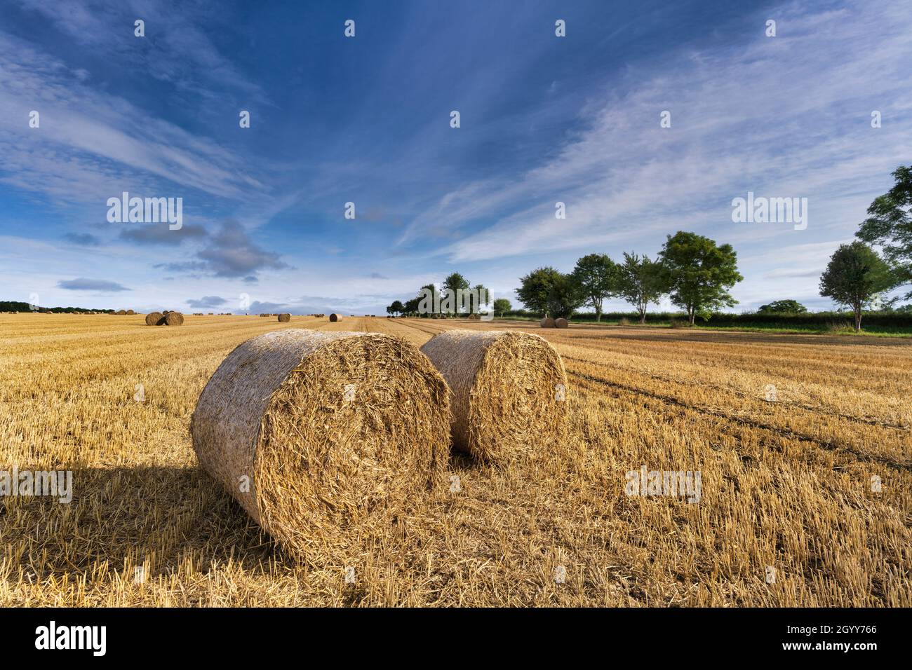 Hay bales in a corn field near Aislaby, north Yorkshire, England. Stock Photo