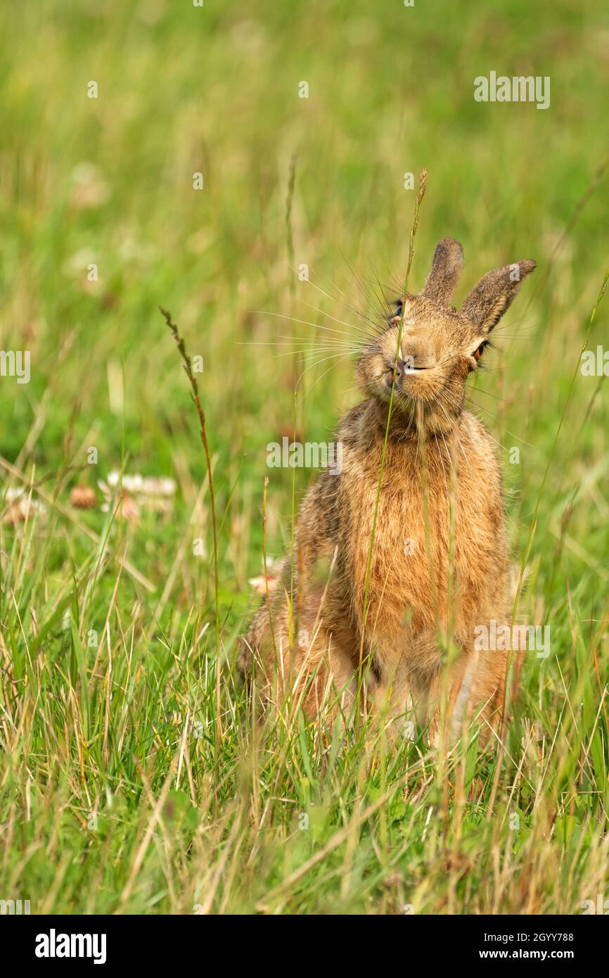 European Brown Hare, near Attleborough, East Anglia, England. Stock Photo
