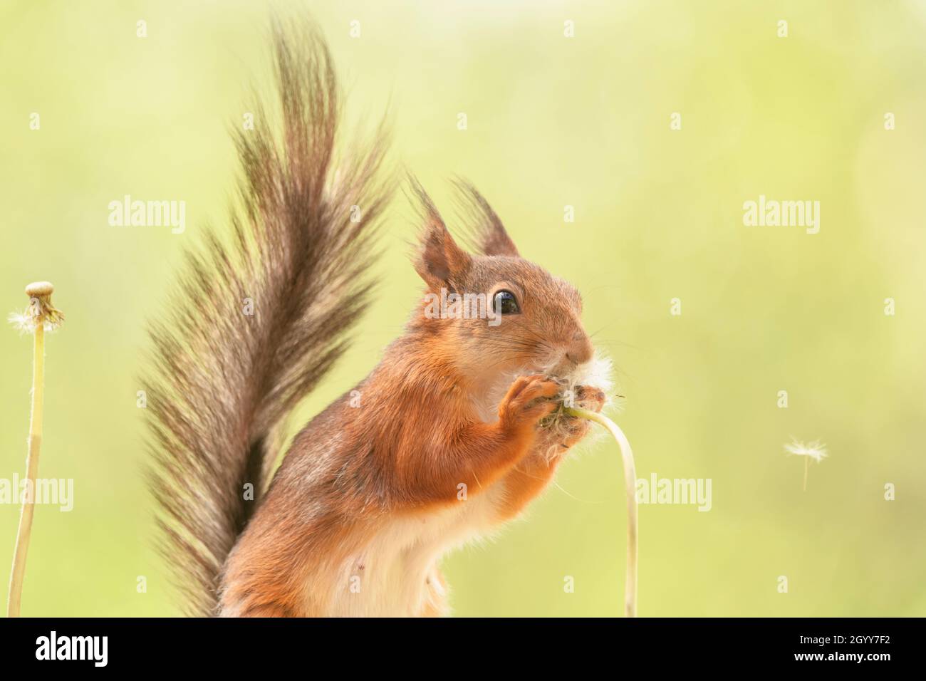 red squirrel is eating a dandelion seed stem Stock Photo Alamy