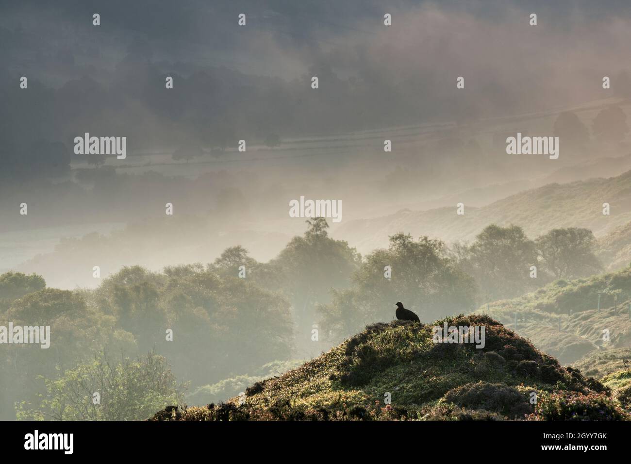 Autumn mist clearing over Rosedale, and a Grouse. The North Yorkshire Moors National Park, UK Stock Photo