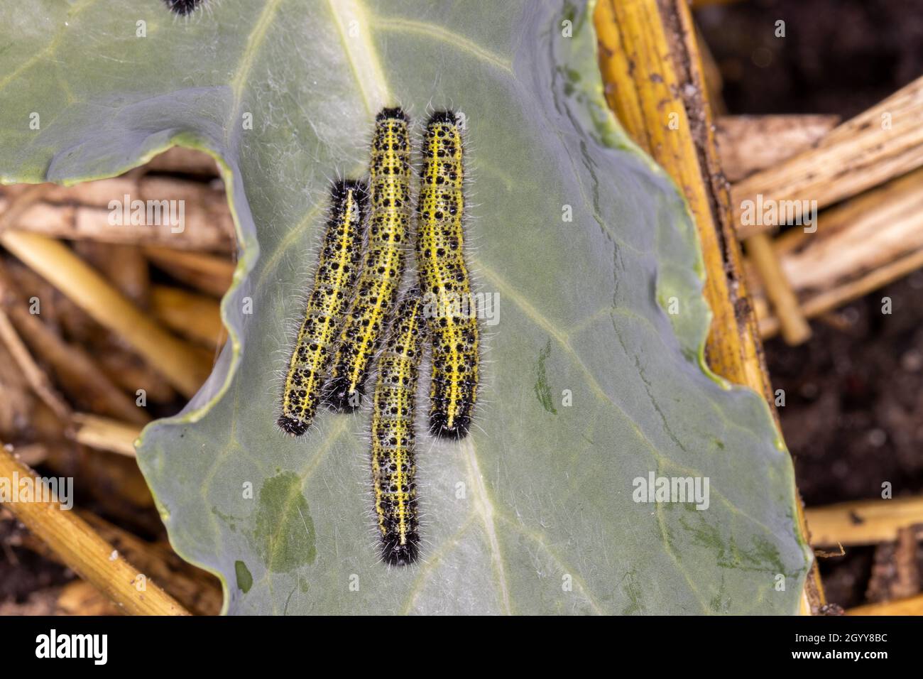Close up of caterpillars on green leaf in vegetable garden Stock Photo